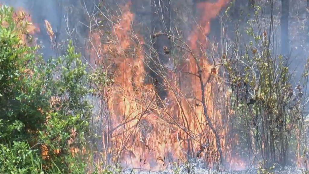 State officials say the drought monitor has the Cape Fear falling into the abnormally dry range, which has many concerned about a risk of wildfires breaking out in our area, (Photo: Emily Andrews/WWAY News).