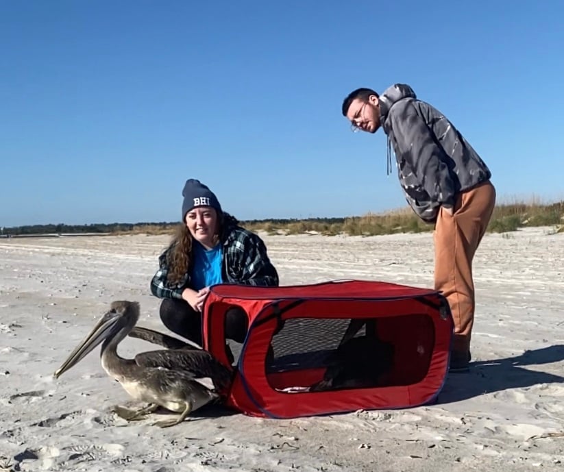 Volunteers release two Brown pelicans rehabilitated at SkyWatch Bird Rescue.