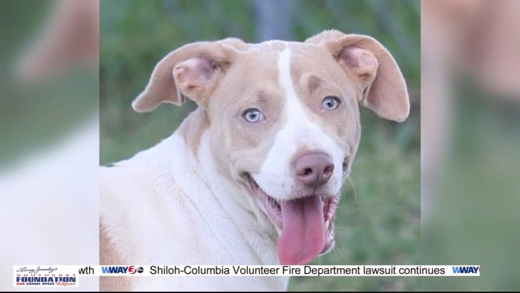 10/24 Pet Pals: 1 Year Old Male Mixed Breed Dog Looking For Forever Home.