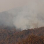 Wildfire