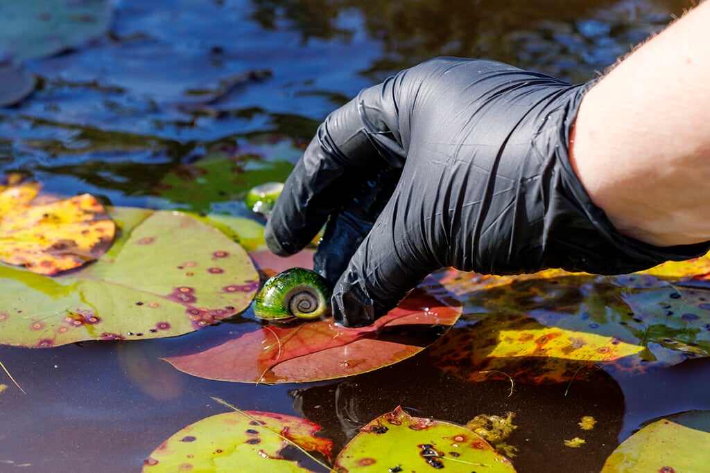 North Carolina Wildlife Resources Commission Stock Magnificent Ramshorn Into A Pond In Brunswick County