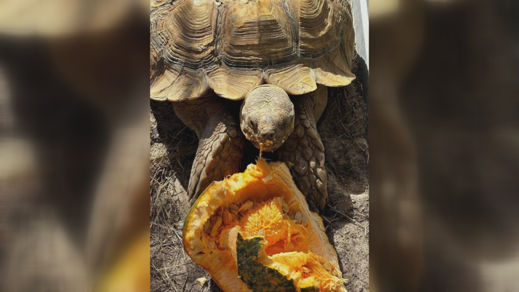 Bowser the tortoise