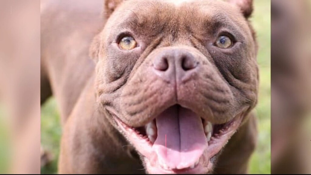 10/31 Pet Pals: 3 Year Old Female Pocket Pitbull Looking For Forever Home.