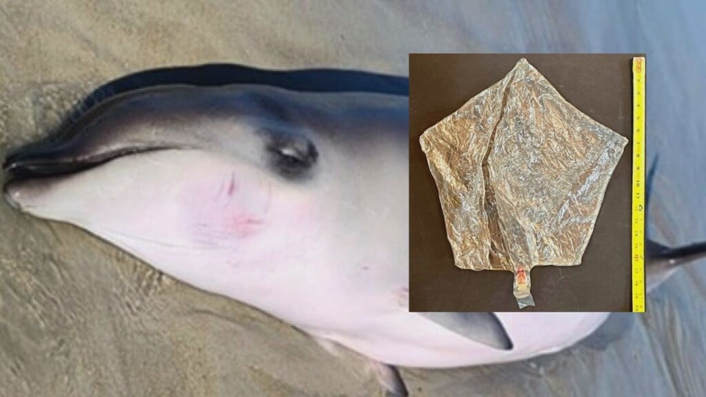 Dead Whale