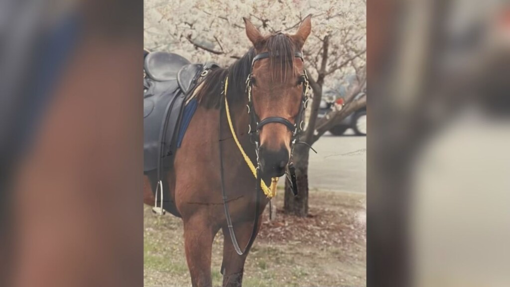 Horse