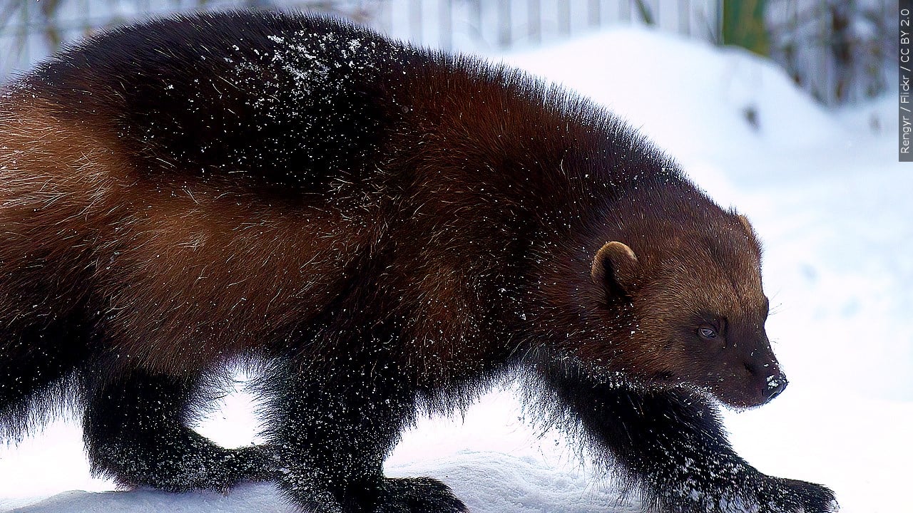 Climate change harms Canadian wolverine populations: report
