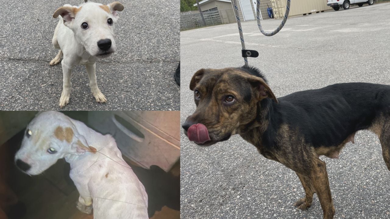 Three people charged with animal cruelty in Brunswick County - WWAYTV3