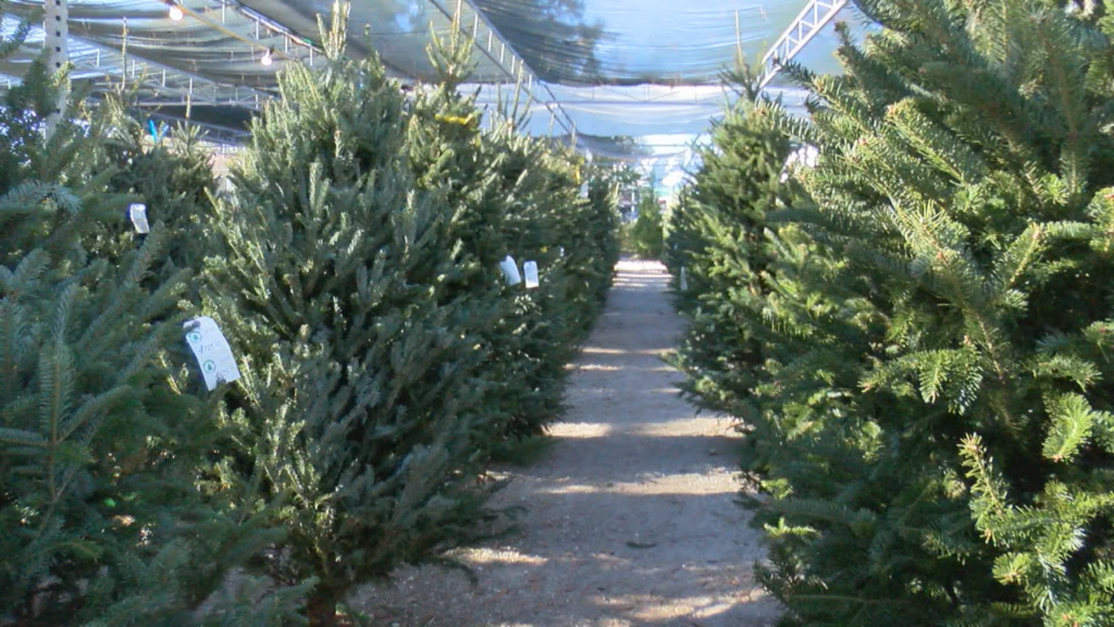 Christmas is less than three weeks away and many are heading to tree lots to pick up the perfect live tree to decorate, (Photo: Emily Andrews/WWAY News).