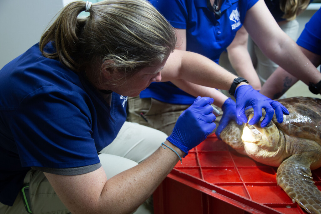 Loggerhead Checkup