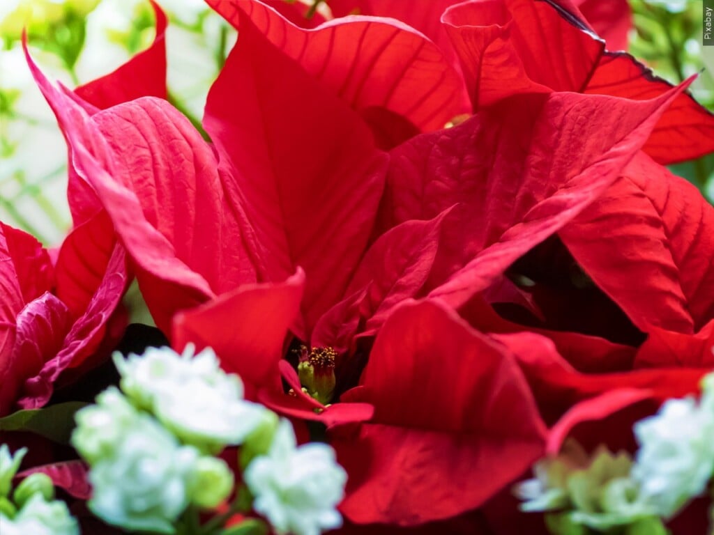 Poinsettias