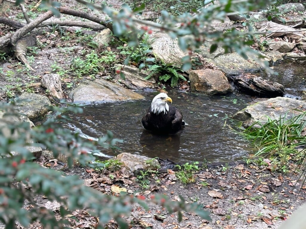 Maverick Ncaff Bald Eagle In Habitat Pool