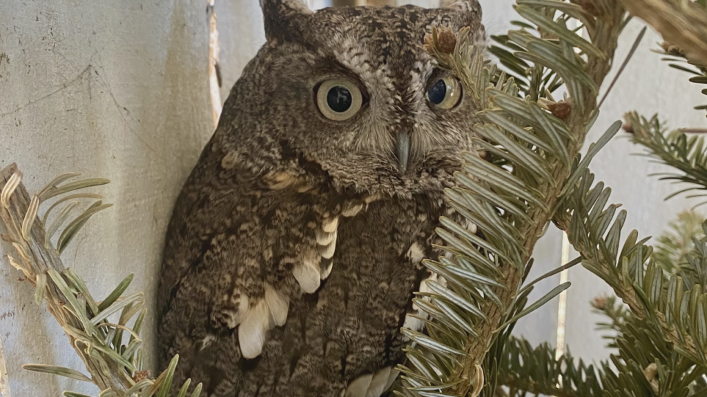 An Eastern screech owl at SkyWatch Bird Rescue enjoyiing a tree in its enclosure.