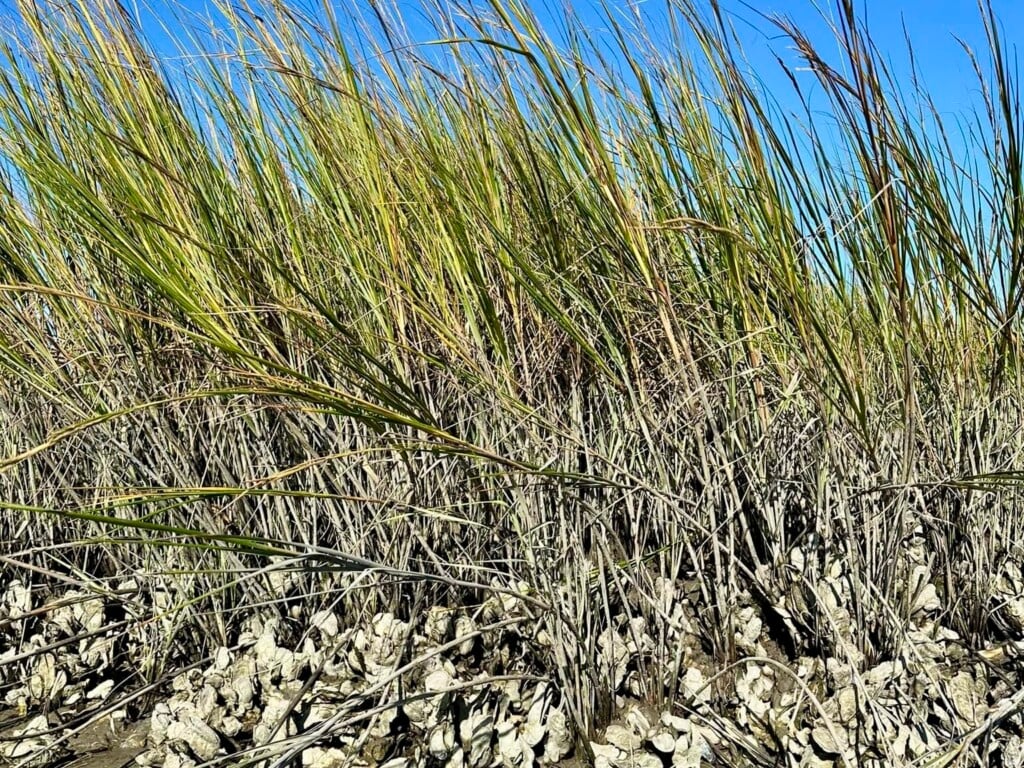 An oyster reef undergoing restoration on Bald Head Island in Brunswick County.