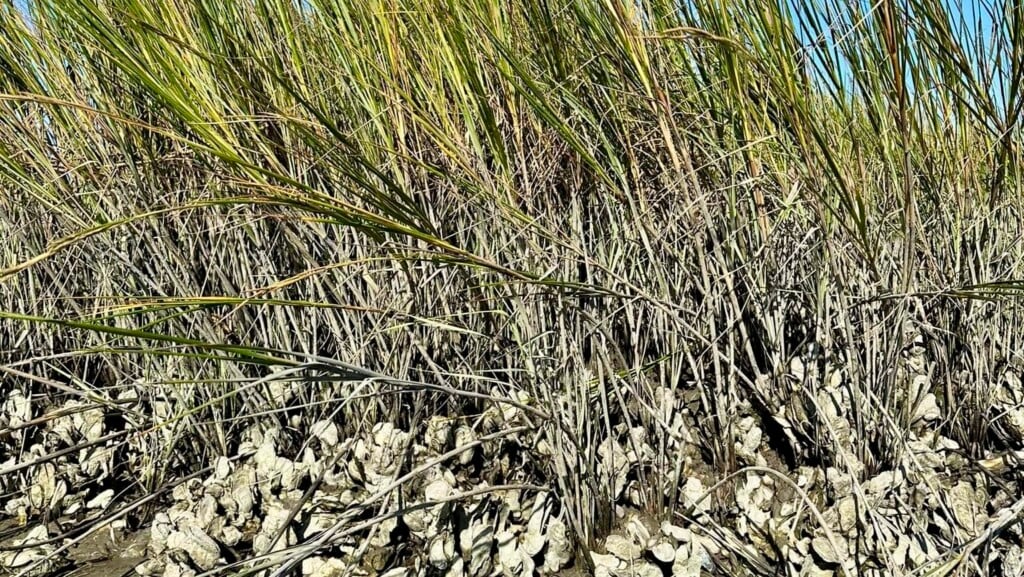 An oyster reef undergoing restoration on Bald Head Island in Brunswick County.