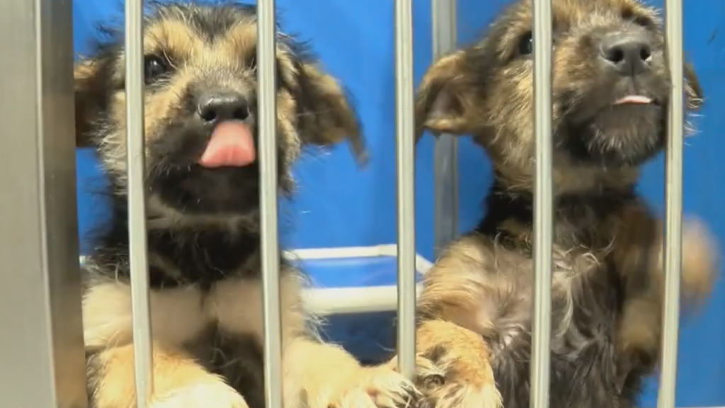 Sandy Paws Animal Hospital warns of popular holiday plants that are toxic to pets.