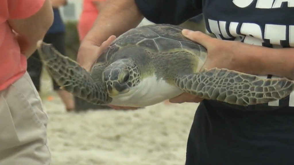 A green sea turtle patient at Karen Beasley Sea Turtle Rescue and Rehabilitation Center