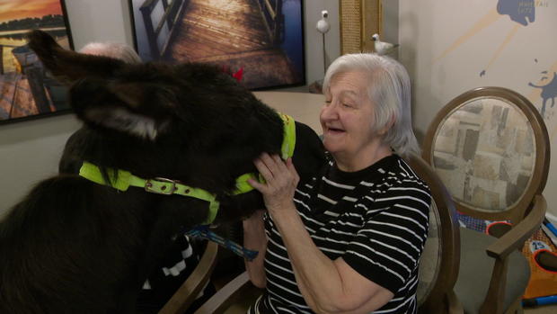 Tiptoe, also known as Tippy, a therapy donkey visits seniors