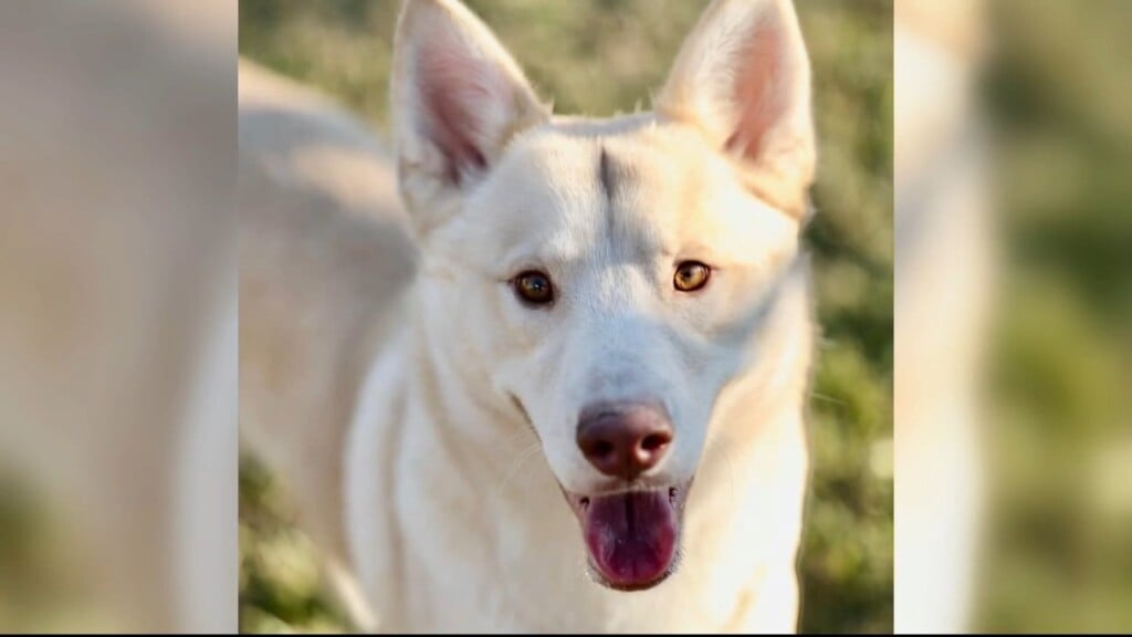 Pet Pals: 1 Year Old Male Huskey Shepard Mix Looking For Forever Home