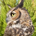 Skywatch owl