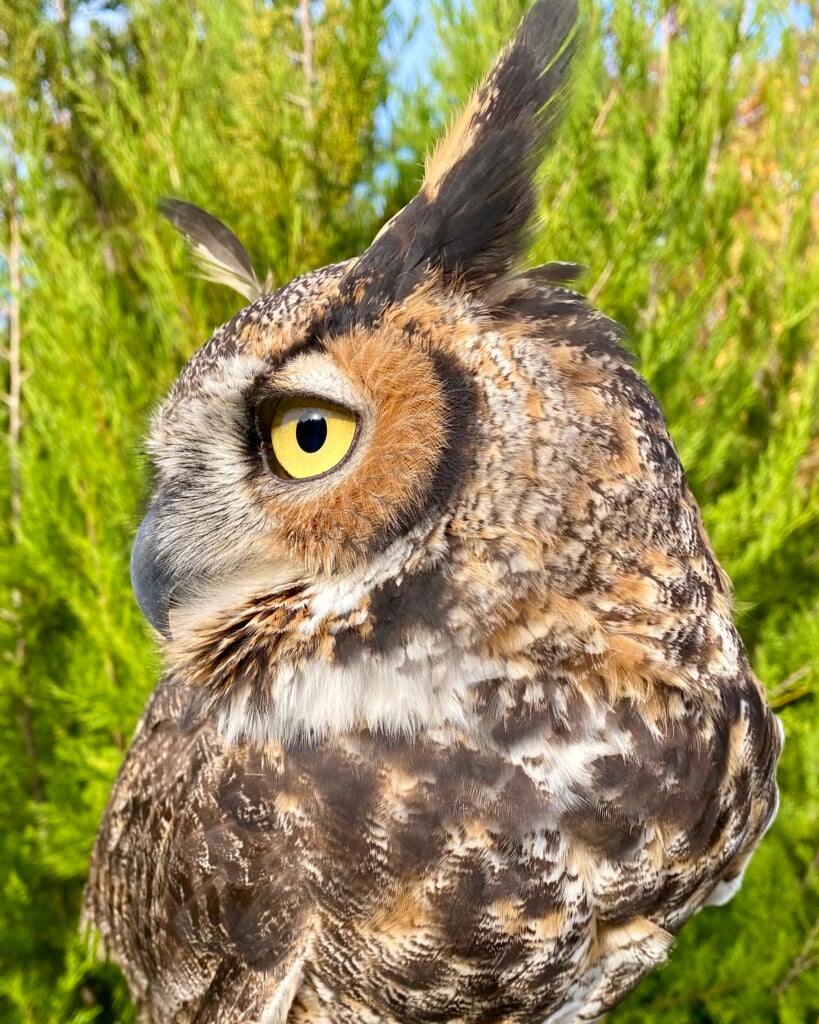 Skywatch owl