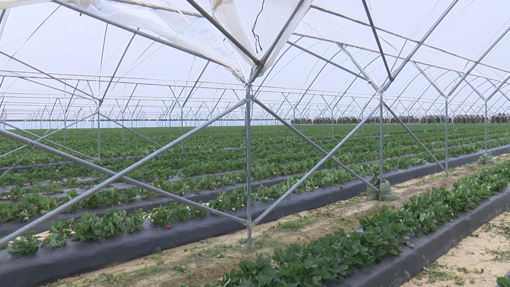 Lewis Farms