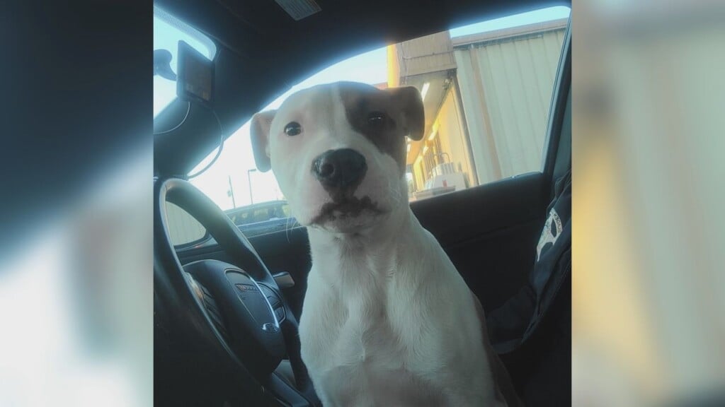 Dog2