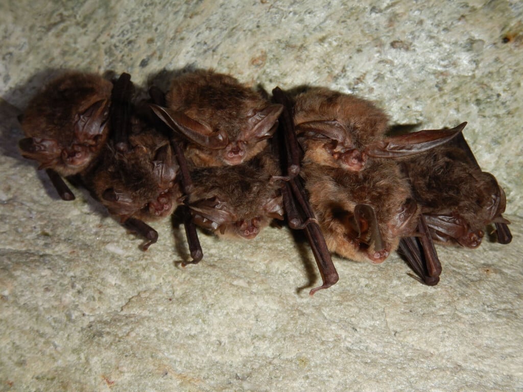 Virginia Big Eared Bats Ketchison