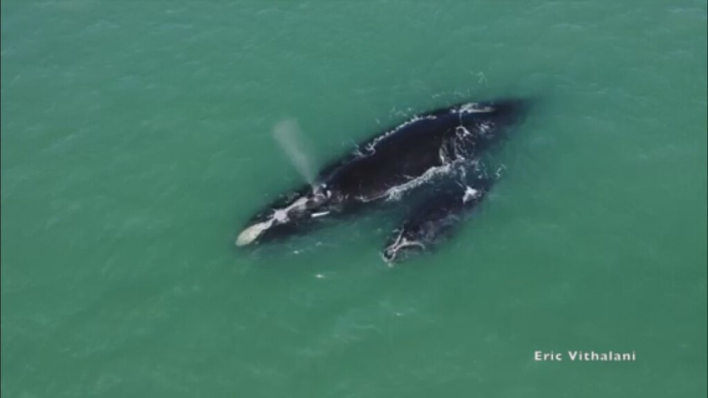 Whale