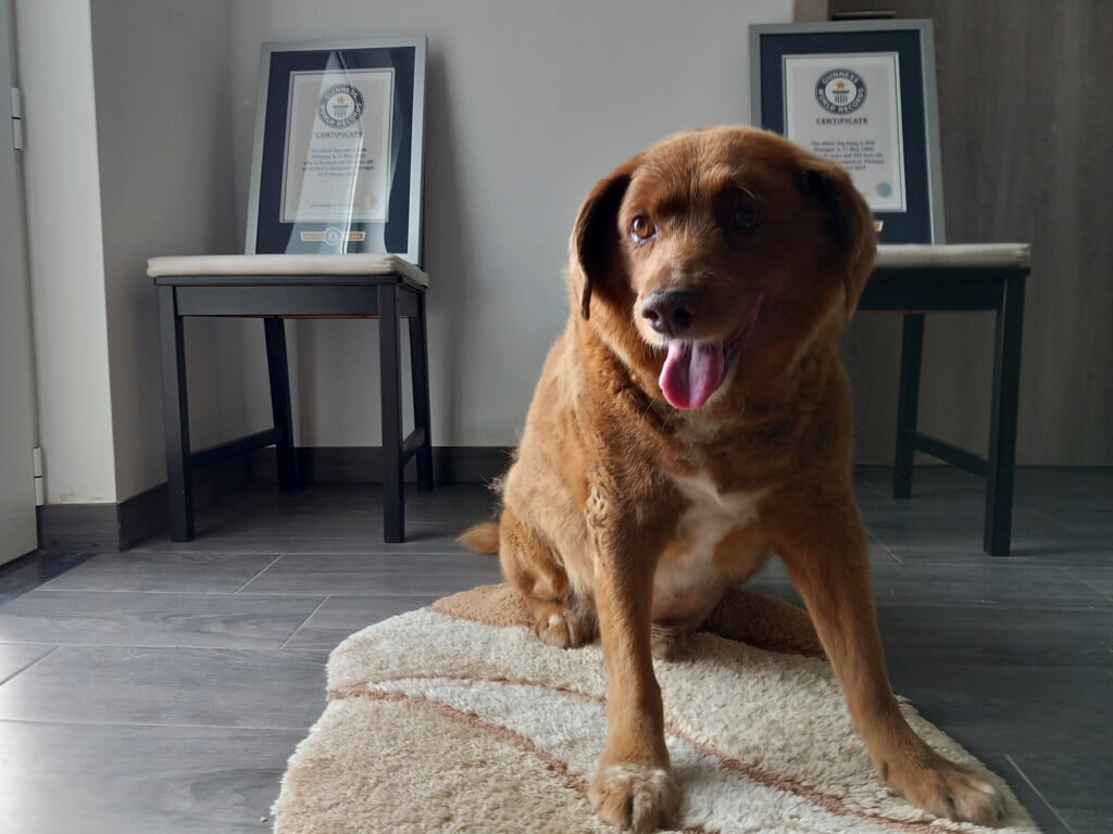 Portugal Oldest Dog Record