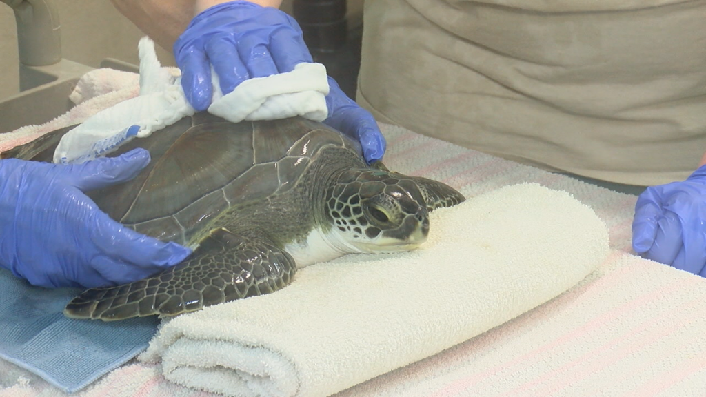 The Karen Beasley Sea Turtle Hospital received dozens of new patients on Monday. (Photo:Nate Mauldin/WWAY News)