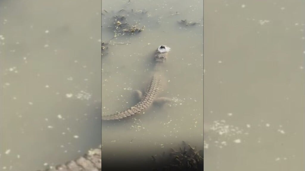 Frozen Gator