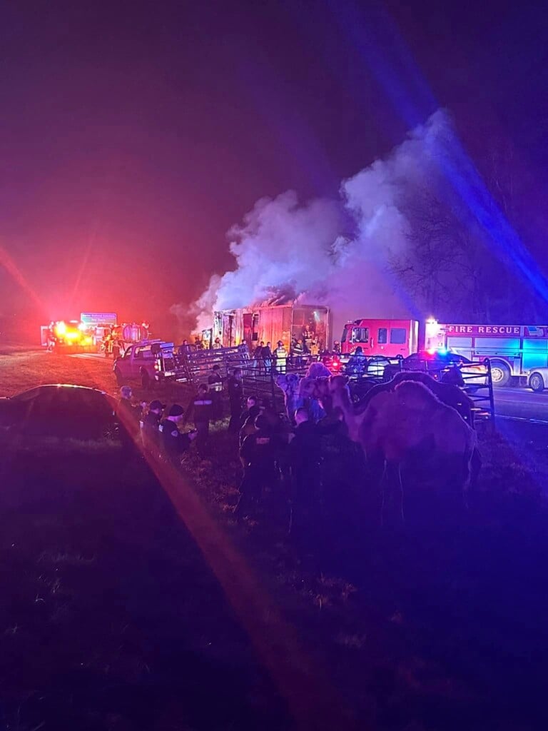 Truck Carrying Zebras Camels Catches Fire