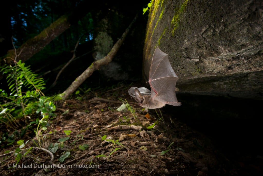 Virginia Big Eared Bat