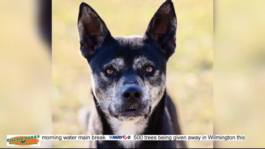Pet Pals: Husky/shepard Mix 'norman' Looking For Forever Home
