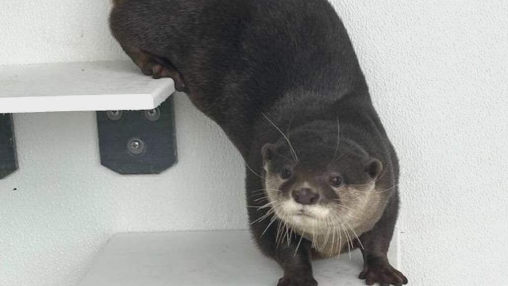 Otter