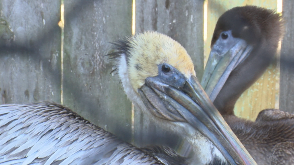 An Oak island Wildlife Shelter is taking in dozens of injured pelicans and it’s raising questions, (Photo: Emily Andrews/WWAY News).