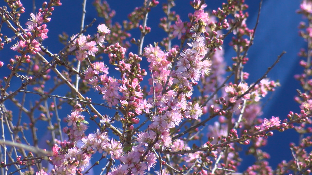 Allergy season is coming, or possibly, already here. With flowers blooming and bees returning, many people are seeking out allergy medication to overcome the pollen. (Photo:Nate Mauldin/WWAY News)