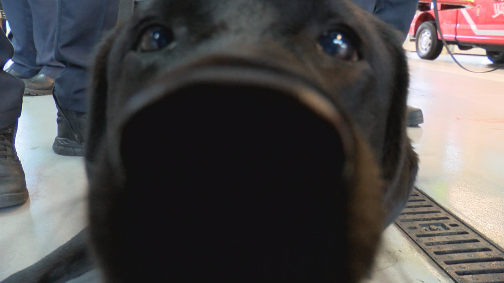 On Monday, Wilmington Fire Department welcomed two new crisis response dogs to the fire family, (Photo: Emily Andrews/WWAY News).