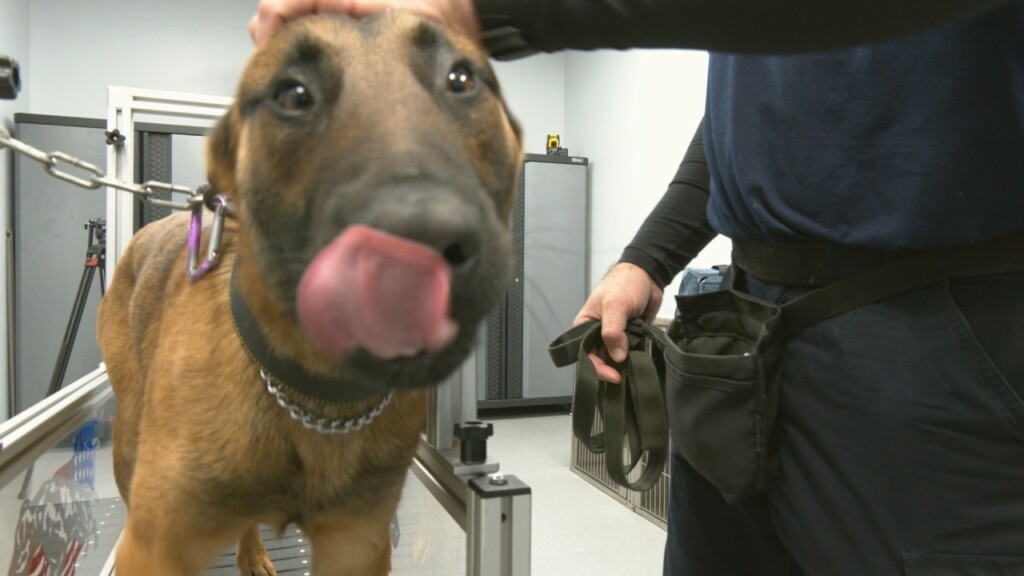 Wpd K9 Officer