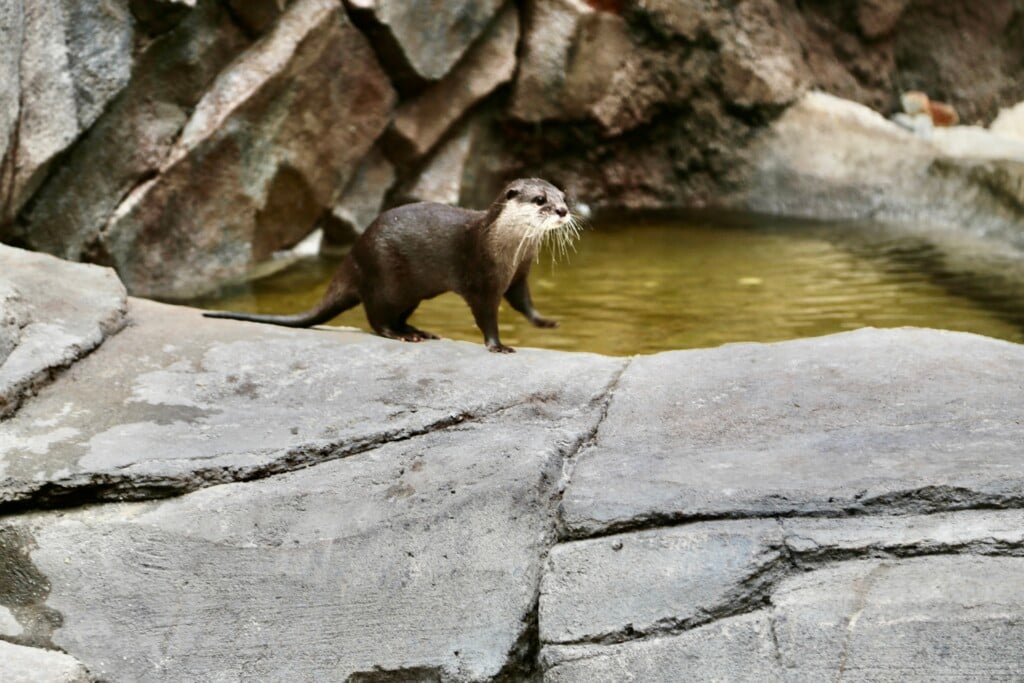 Selene At The North Carolina Aquarium At Fort Fisher In January For Press Release Feb 21