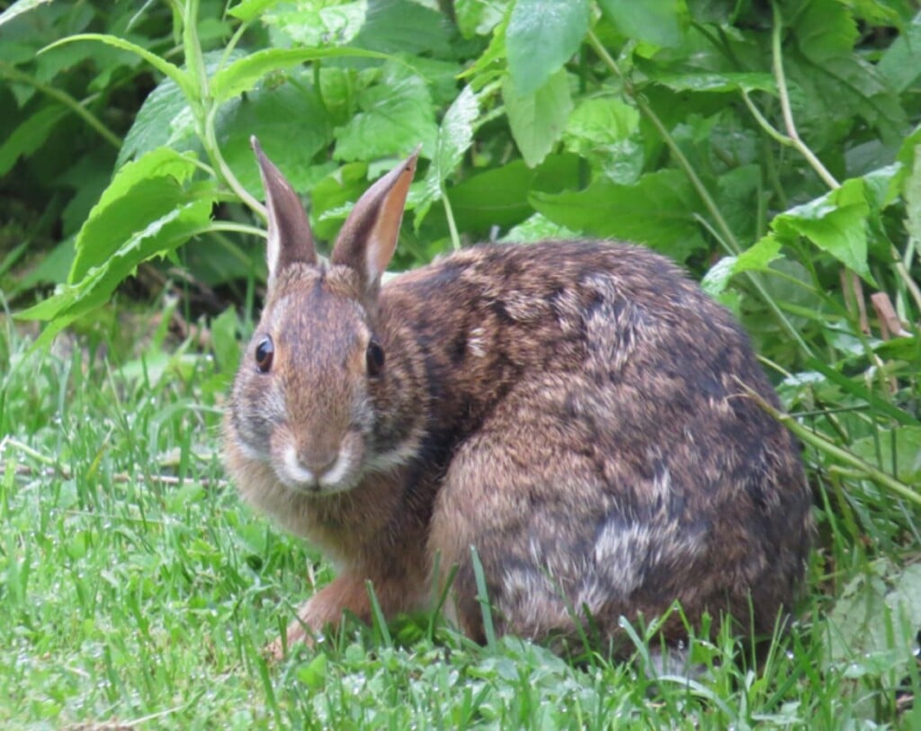 Efforts underway to save rare Appalachian cottontails from habitat loss ...