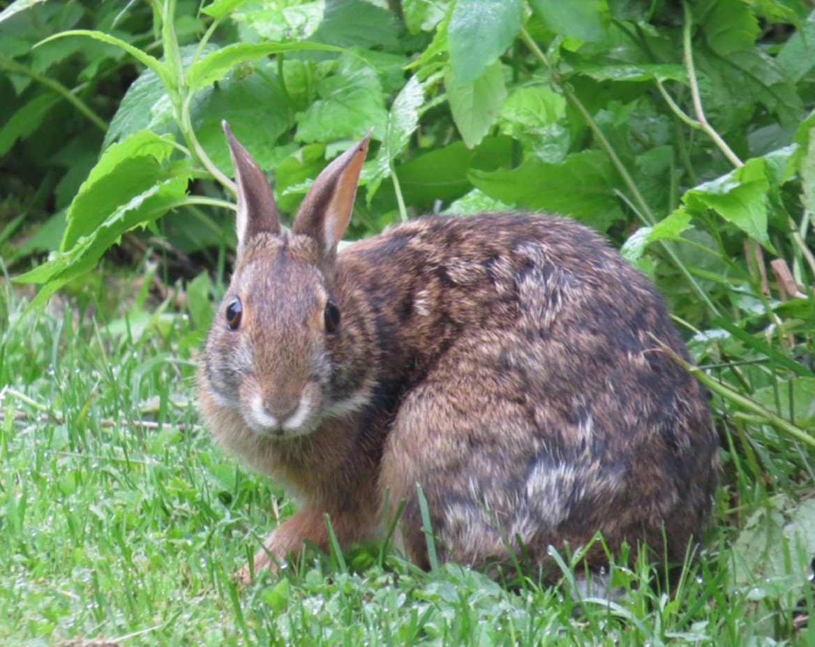 Efforts underway to save rare Appalachian cottontails from habitat loss
