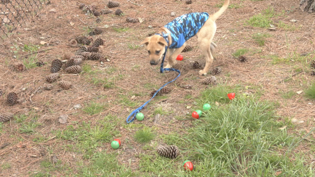 Doggie Eggstravaganza