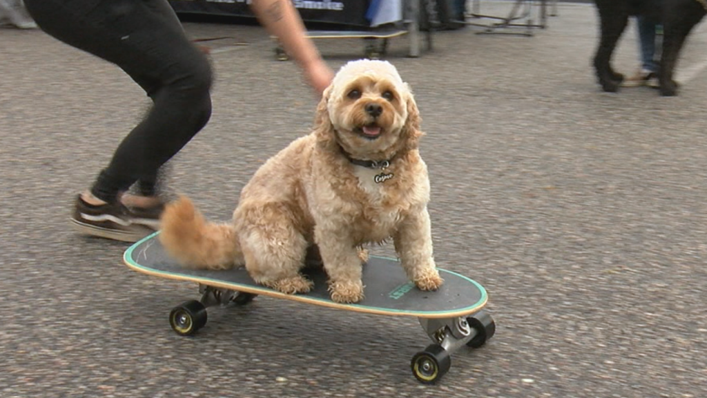 Skatedogweb