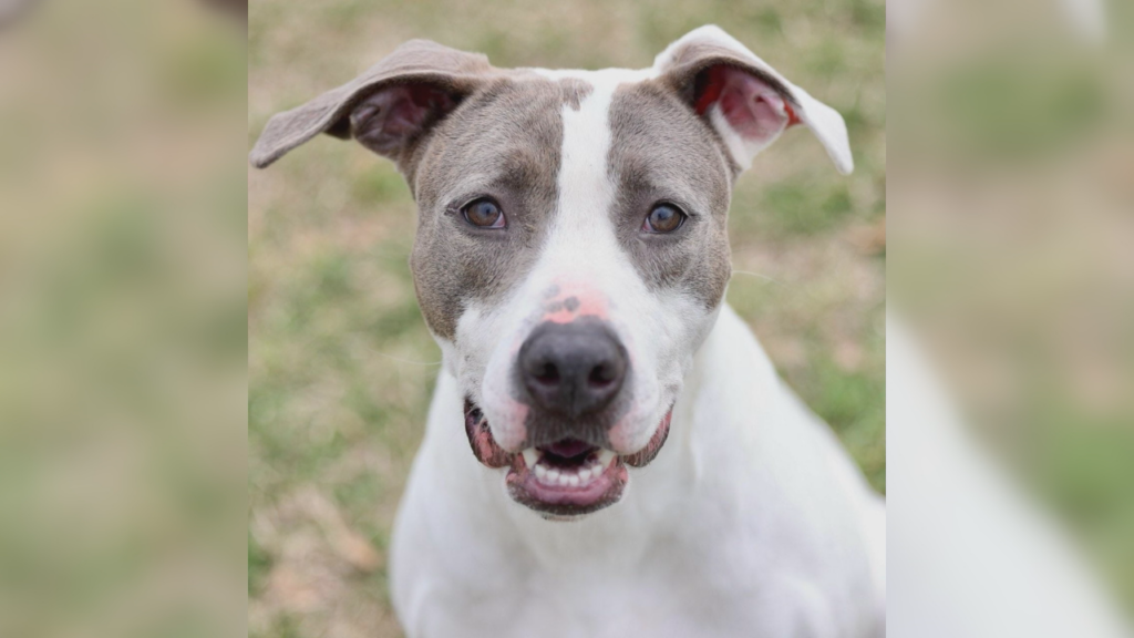 Petpals031924