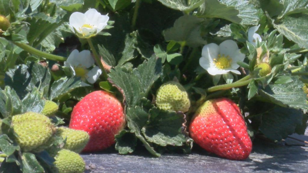 It's getting closer to prime picking for strawberries and one New Hanover County farm is getting a head start on the season, (Photo: Emily Andrews/WWAY News).