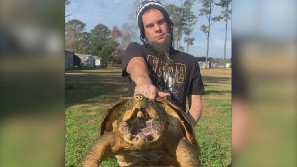 Turtle