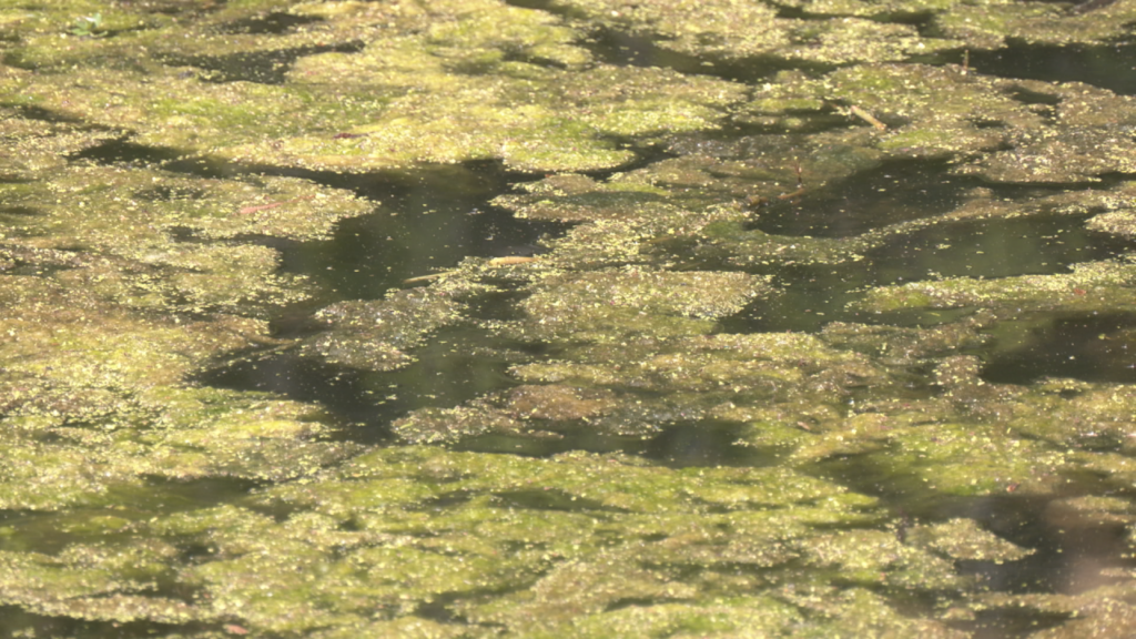 Green Algae