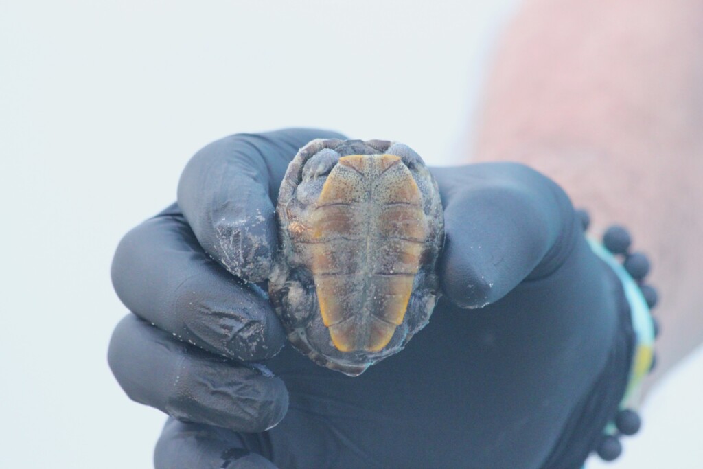 Turtle
