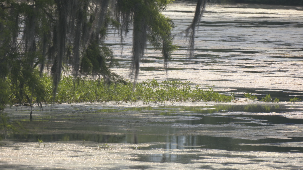 While the algae isn't harmful to wildlife, Grogan noted blooms of this magnitude are not natural for the lake, and that one of the biggest contributing problems is stormwater runoff.   (Photo:Nate Mauldin/WWAY)